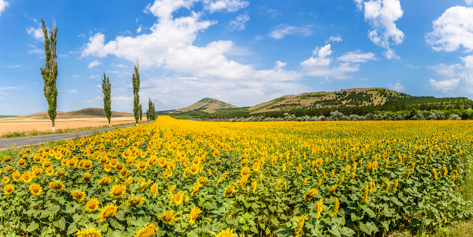 Field of sun flower, Dobrogea, Romania