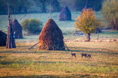 Morning in Maramures, Romania
