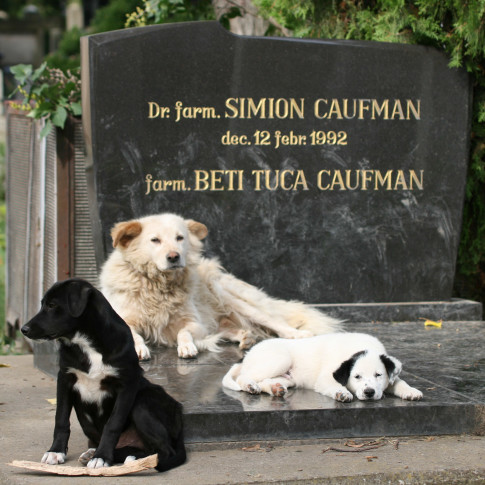 Cemetery Dogs, Iasi, Romania