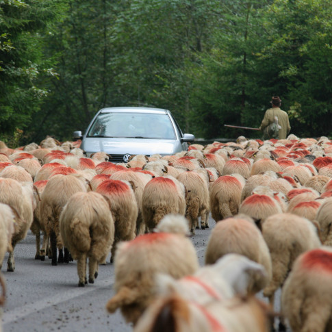 Sheep of the Highway, Transfagarasan, Romania